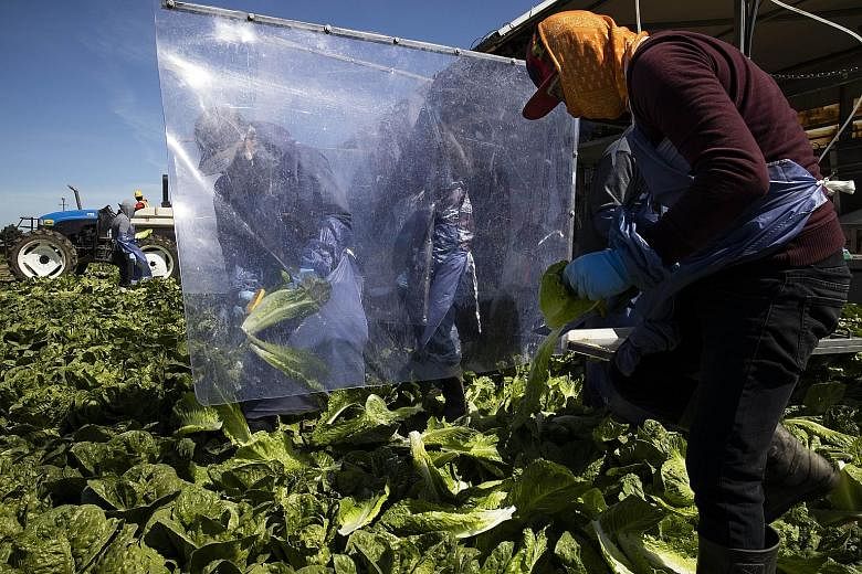 Farm labourers harvesting romaine lettuce on a machine with heavy plastic dividers that separate workers from one another on Monday in Greenfield, California. The authors say that the impact of Covid-19 is likely to be just a fraction of the anticipa