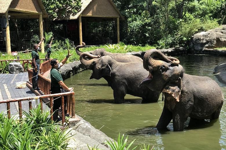 Elephant keepers at the Singapore Zoo, which Wildlife Reserves Singapore (WRS) operates, renewing bonds with the elephants under their care in one of their daily positive reinforcement training sessions. About 120 WRS staff are rostered daily to look