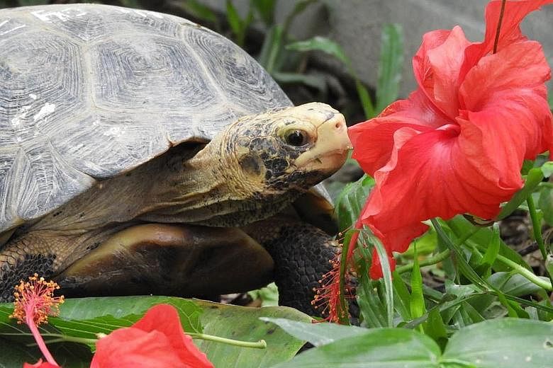 Hawkeye, a Forsten's tortoise rescued by Acres in 2015, was due to be released into a protected habitat in Indonesia last month, but travel curbs derailed the plan.