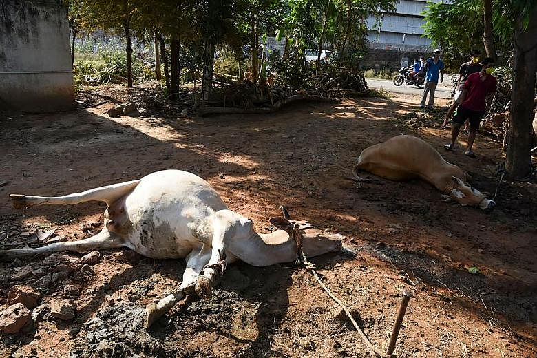 Left: Cows killed by the gas leak. Below: Officials said gas leaked from one of two 5,000-tonne styrene tanks left unattended since March, when India's Covid-19 lockdown took effect.