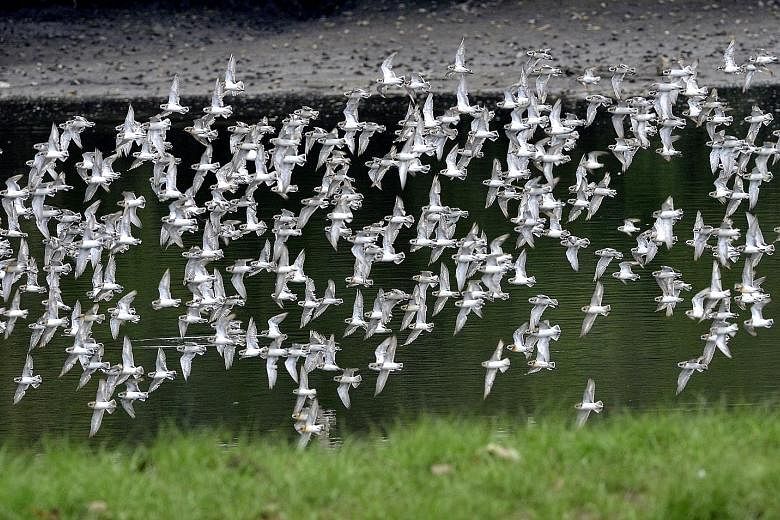 Lesser sand plovers, which are arctic migratory shorebirds, are among species that have made Singapore's Sungei Buloh a globally important wetland on the East Asian-Australasian Flyway migratory corridor.