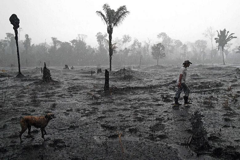 A Brazilian farmer surveying a burnt area of the Amazon rainforest near Porto Velho, Rondonia state, in August last year during devastating record wildfires in the country. Deforestation in the Brazilian Amazon hit a new high in the first four months