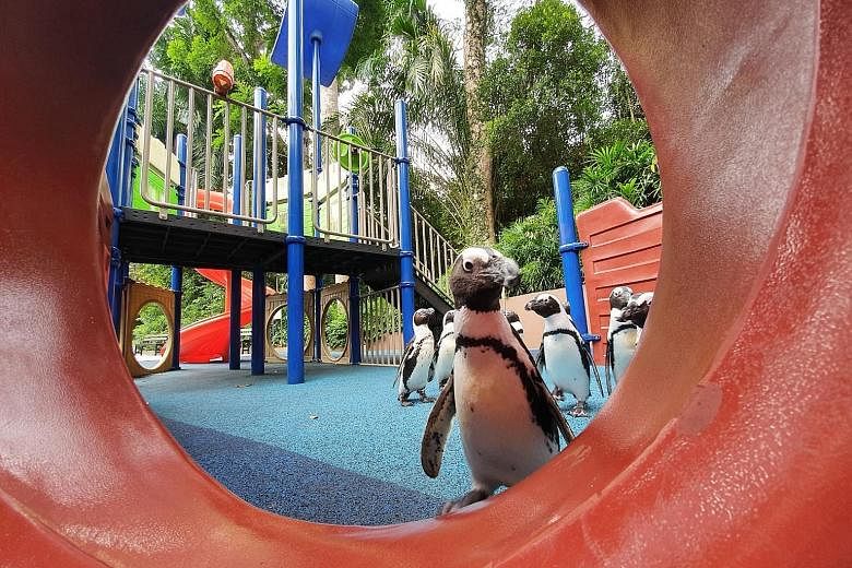 Singapore Zoo's African penguins taking a morning walk at a children's playground. Enrichment activities are designed to be varied to keep them engaged. "We hope to take this opportunity to bring the welfare of the animals to another level," said WRS