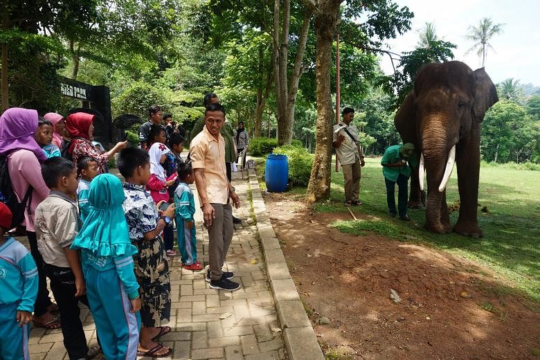 Visitors viewing a Sumatran elephant at Lembah Hijau Zoo in Lampung province before Indonesia's zoos were closed from March amid the coronavirus pandemic. The absence of visitors has taken a toll on zoo coffers, putting the lives of the animals under