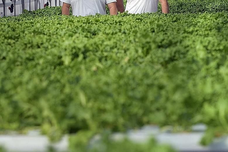 ComCrop partners Allan Lim (left) and Peter Barber at the urban farm’s greenhouse on the rooftop of an industrial building in Woodlands. ComCrop grows a variety of lettuce as well as Asian greens like chye sim and pak choy. Singapore is able to increasing