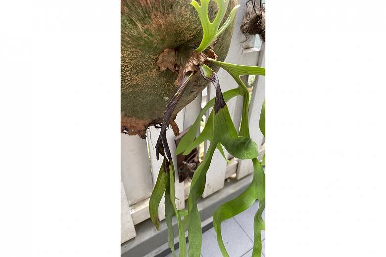 Staghorn fern may have a fungal disease.