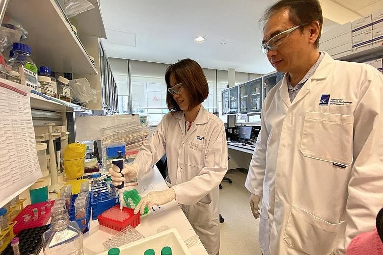 Above: Dr Wang Cheng-I (right) and Ms Eve Ngoh from A*Star's Singapore Immunology Network - in a photo taken before the circuit breaker period - and their team are working with Chugai Pharmabody Research from Japan to engineer the antibody for clinic