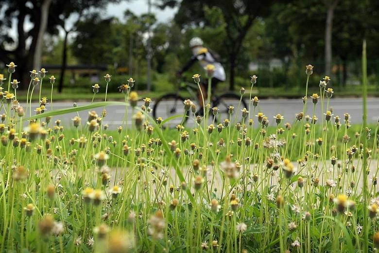 A lone cyclist, half-hidden by overgrown grass and other roadside plants because grass-cutting and weeding have been suspended during the current circuit breaker period here, cycling in Seletar Aerospace Drive earlier this week. 