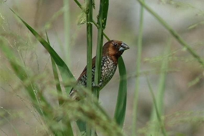 Among the many animals and insects found in the thick of Singapore’s ground cover plants – which include a variety of native and naturalised grasses, sedges, herbs, climbers and other small shrubs – are the scaly-breasted munia (above), Lipotriches cerati