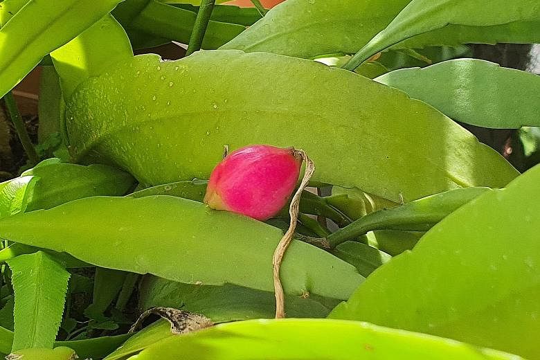 Princess Epiphyllum produces pink fruit.