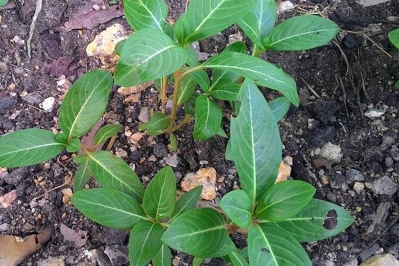 Madagascar periwinkle thrives in sunny spot.