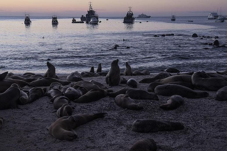 Sea lions on a beach in San Cristobal on the Galapagos Islands. Nature is thriving during the lockdown, with no tour cruises and little activity, and there is a proposal to give the Galapagos a week of rest every year.