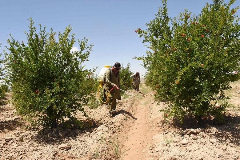 Pakistan agriculture department officials spraying pesticides to kill locusts in Pishin district. India is bracing itself for a growing assault on its western front, with droves of locusts flying in from Pakistan.