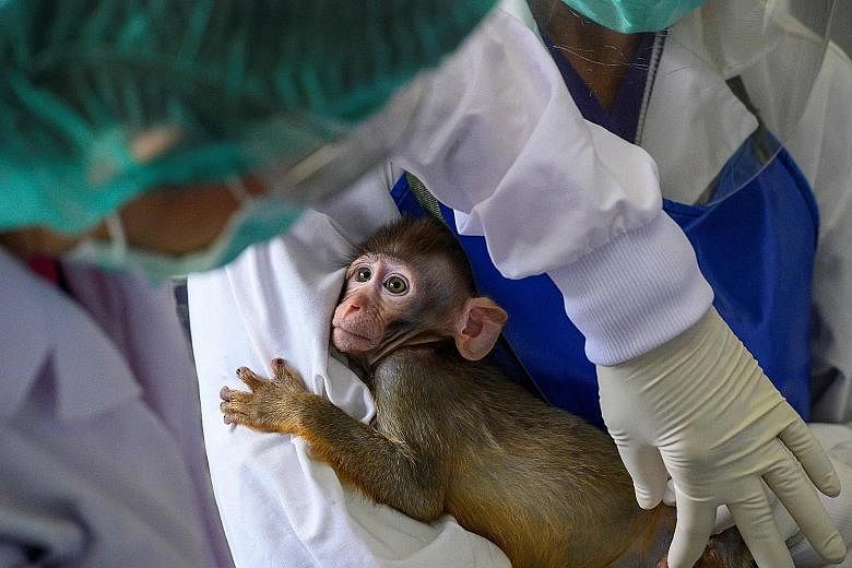 A baby monkey being assessed in the National Primate Research Centre of Thailand's breeding centre for cynomolgus macaques.