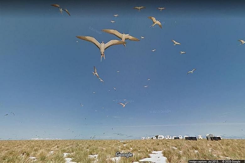 Adelie penguins (above) in Antarctica and sooty terns (below) in flight on Laysan Island, part of the Hawaiian chain of islands, are some of the birding possibilities on offer via Google Street View. Virtual birdwatching may be more comfortable, but 