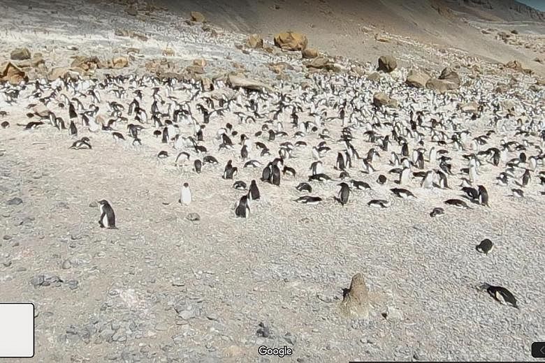 Adelie penguins (above) in Antarctica and sooty terns (below) in flight on Laysan Island, part of the Hawaiian chain of islands, are some of the birding possibilities on offer via Google Street View. Virtual birdwatching may be more comfortable, but 