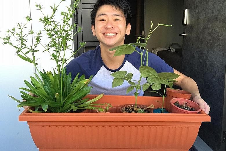 Undergraduate Wafir Hakim (above) has been growing plants such as coriander and chilli to cut down on trips to the supermarket. 