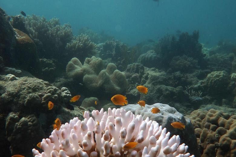 There will be no trips to the Great Barrier Reef (left) or beach holidays in Queensland's Gold Coast for most Australians this winter as the northern state has closed its borders to domestic tourists, citing the threat from Covid-19. PHOTO: AGENCE FR