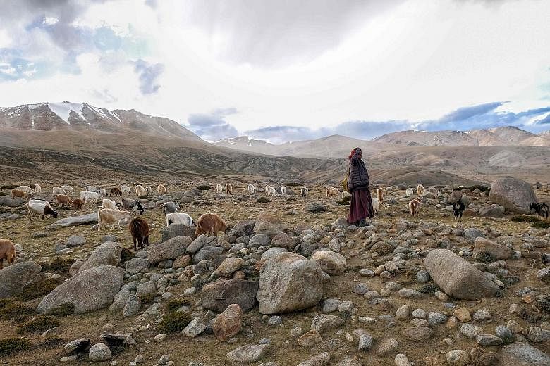 A shepherd in the Leh district of Ladakh. Sources say senior Indian and Chinese defence officials were to meet yesterday at the Chushul-Moldo Military Garrison along the disputed border in Ladakh. PHOTO: AGENCE FRANCE-PRESSE