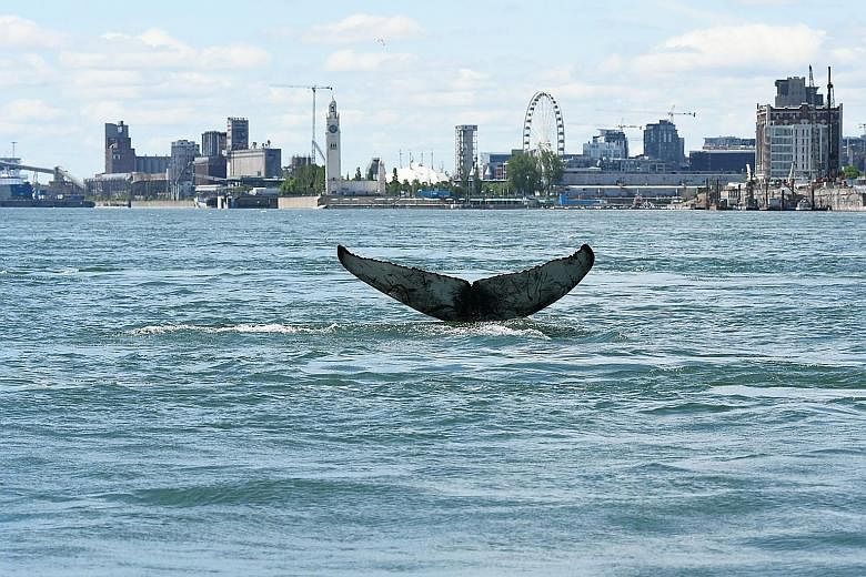 The dead whale (above) being lifted out of the water on Tuesday in Sorel. It was spotted swimming in waters near Montreal (right) on May 30, in this handout picture courtesy of Reseau Quebecois d'Urgences pour les Mammiferes Marins. PHOTOS: AGENCE FR