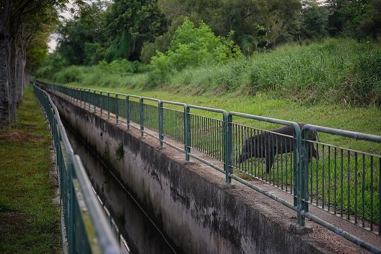 This wild boar was seen in Pasir Ris Coast Industrial Park 6 on Thursday evening. Wild boars are native to Singapore and are now spotted all over the island as ideal foraging habitats and the lack of natural predators contribute to their population g
