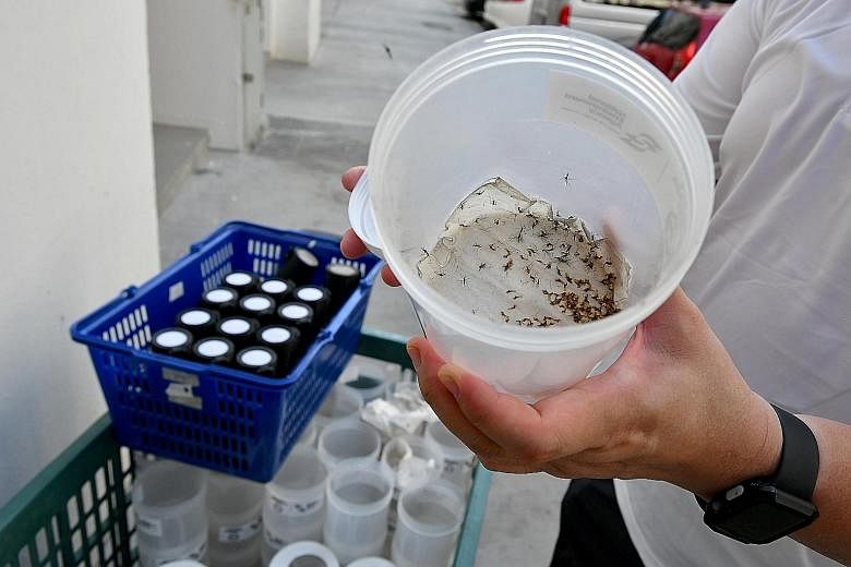 Male Wolbachia-infected Aedes mosquitoes being released in Hong Kah North last week. The National Environment Agency has been releasing such sterile male Aedes mosquitoes in high-outbreak areas so that female mosquitoes they breed with will lay eggs 