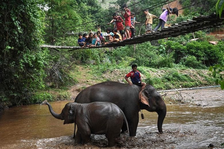 Children watching as a pair of elephants take their bath in Baan Na Klang village in the northern Thai province of Chiang Mai earlier this month. More than 100 elephants from various tourist camps in Thailand are back in the province following the ou