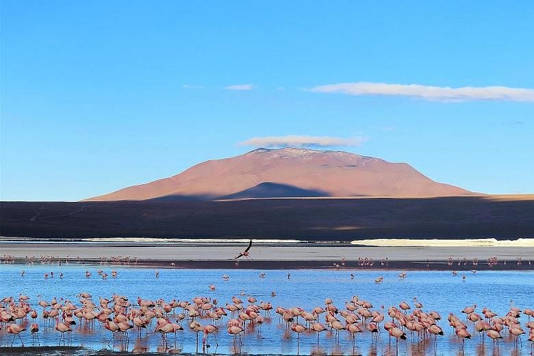 Bolivia's must-see sights include its salt flats, Laguna Colorada (above) and Anaconda Canyon.