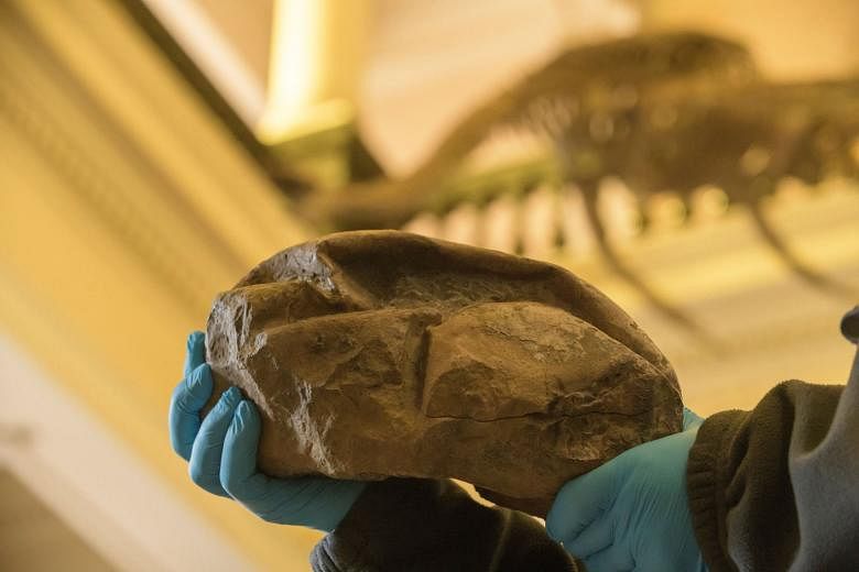 The 29cm by 20cm fossilised egg, which had been found on Seymour Island off Antarctica in 2011, is thought to have been laid by a mosasaur or a plesiosaur - marine reptiles that went extinct at the same time as the dinosaurs, after an asteroid struck