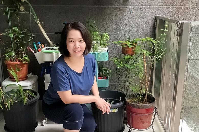 Ms Jennifer Yong, who started growing herbs and edibles such as Thai basil, bok choy and pea shoots on her patio last year, says: "Growing edibles at home is fulfilling because it is your own fruit of labour, and you know what you put in the soil. Th