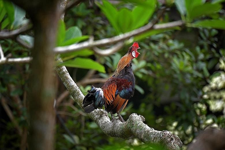 RED JUNGLEFOWL With its grey legs and black primary feathers, this female bird likely has a genotype closer to a wild red jungle fowl. RED JUNGLEFOWL With its dark green tail feathers, white lappet and black primary feathers, this male bird likely ha