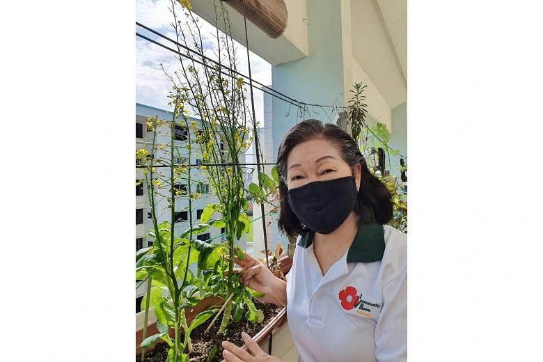 Community in Bloom ambassador Iris Ho (left) grows vegetables and fruit such as Chinese spinach and cucumber along the corridor of her Ang Mo Kio Housing Board flat, while Ms Loh Lay Kwan, vice-president for sustainable operations at DBS Bank, has a tomat