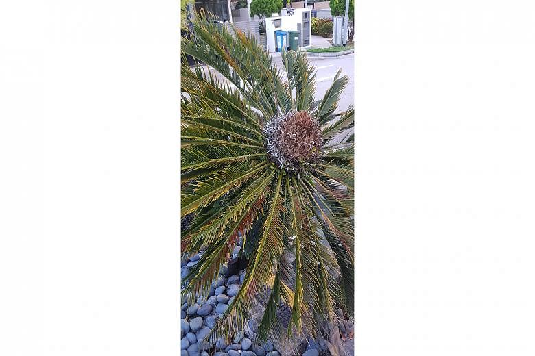 Cycad may have been weakened by caterpillar attack.
