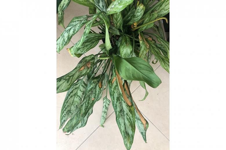 Chinese Evergreen prefers shadier conditions.