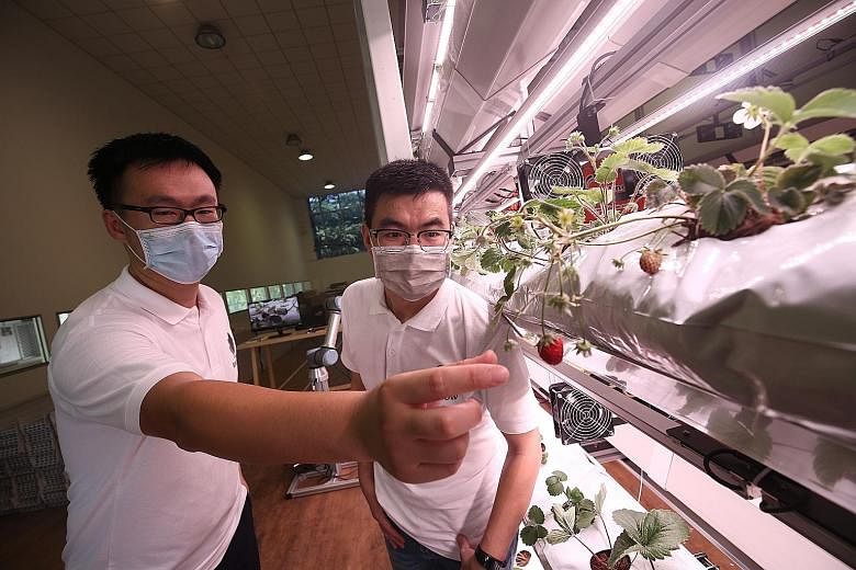 Singrow co-founders Bao Shengjie (left) and Xu Tao developed an indoor hydroponic farm for strawberry production. It can produce up to eight tonnes of strawberries per year at full capacity - 20 times more compared with what a conventional strawberry