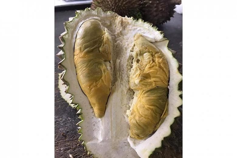 A new variety called D226 Tupai King (above) has been getting the market’s attention. Tupai is Malay for squirrel and it is said that the animal is particularly fond of this fruit, which has been described as buttery and syrupy, with an alcoholic note. 