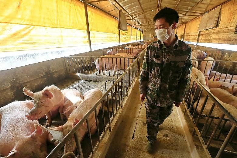 A worker checking the pigs in a pen in Suining, a city in China's Sichuan province, in February. According to blood tests which showed up antibodies created by exposure to the new type of swine flu, 10.4 per cent of swine workers had already been inf
