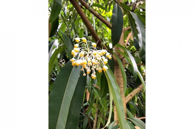Mintak tree produces scented flowers.