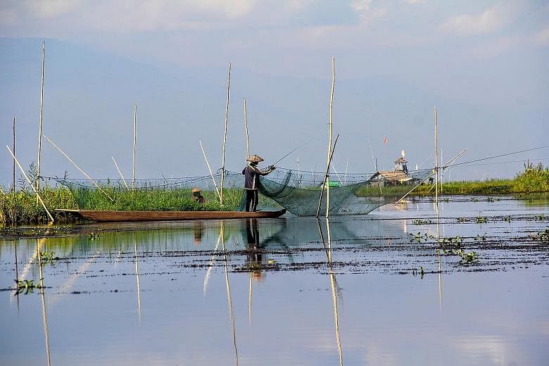 Fishermen often move the floating islands to form circular fish ponds and lay massive nets to catch fish (above).