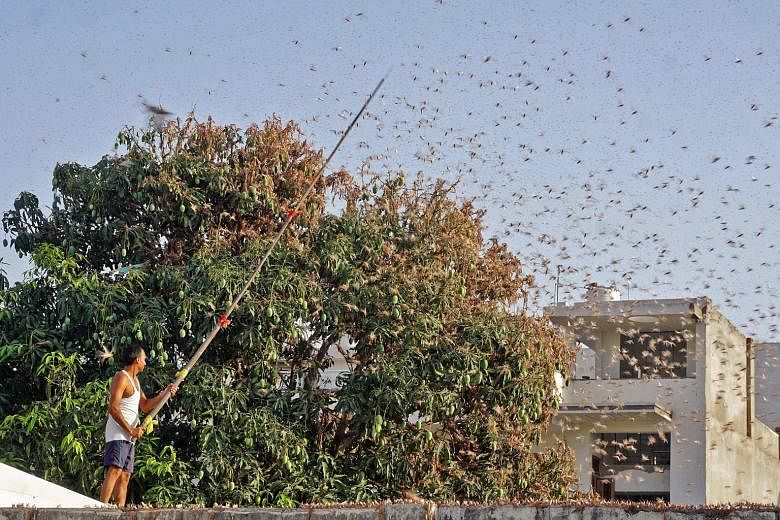 A resident trying to fend off a swarm of locusts from a mango tree in a residential area of Jaipur in the Indian state of Rajasthan on May 25. PHOTO: AGENCE FRANCE-PRESSE