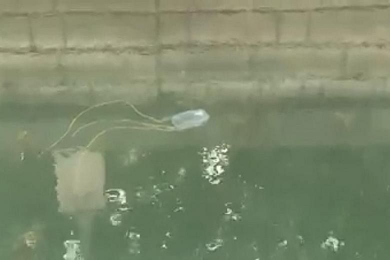 A screengrab of a video of a box jellyfish reportedly spotted in the waters at One Degree 15 Marina Sentosa Cove last Friday. The venom of the box jellyfish is known to be one of the most lethal in the world. PHOTO: KRISZTINA KOZARY