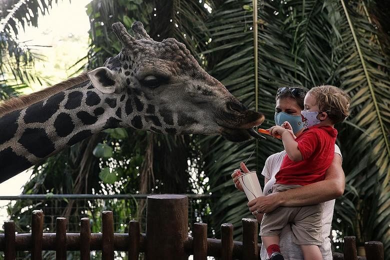 It's feeding time for Marco, a 16-year-old Baringo giraffe who gets a treat from a young visitor at at the Singapore Zoo. After nearly three months of closure since the start of the circuit breaker in April, the zoo - along with the River Safari and 