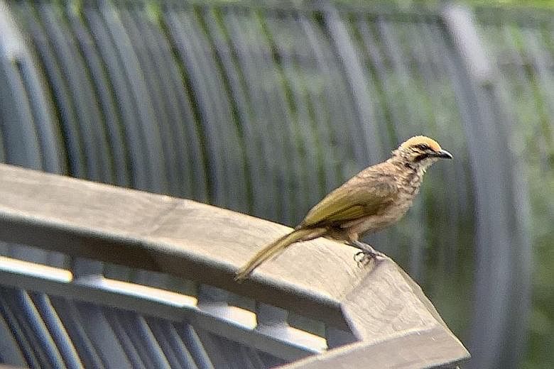 A straw-headed bulbul spotted on May 13 by Mr Yap Bao Shen, who contributed the photo to the Singapore Nature Sightings project. The species is critically endangered in the region as it is heavily poached for its melodious song. PHOTO: YAP BAO SHEN