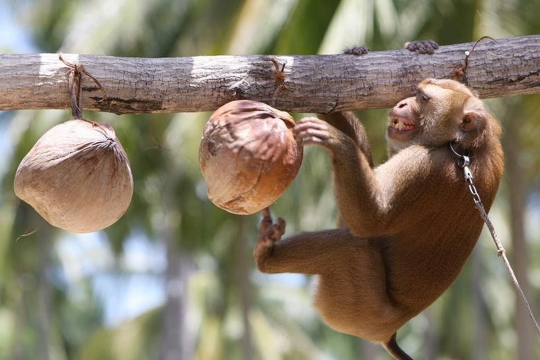 UK shop ban has caused monkey labour to become 'almost non