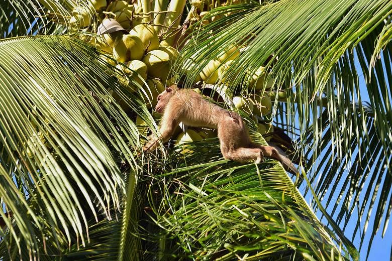 A monkey knocking down coconuts for a man to collect them in Berapea village in southern Thailand. Peta alleges that monkeys are chained, confined in cramped cages and forced to harvest coconuts. PHOTO: AGENCE FRANCE-PRESSE