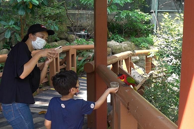 A young guest feeds a yellow-bibbed lory at Jurong Bird Park.