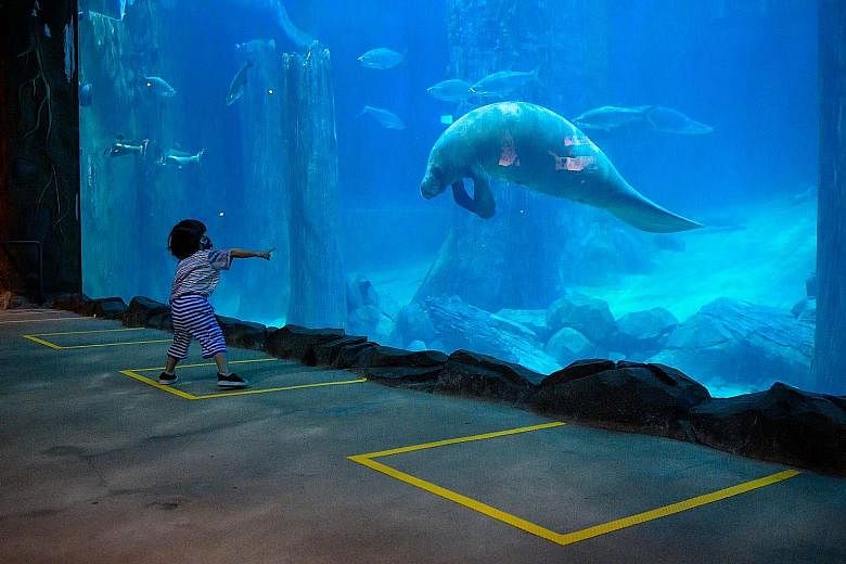 A toddler comes face-toface with a manatee at the River Safari’s Amazon Flooded Forest.