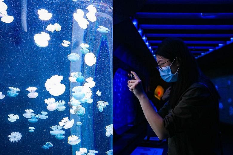 A visitor looking at sea jellies at the S.E.A. Aquarium at Resorts World Sentosa. The attraction’s Sea Jellies gallery is among its most popular and Instagram-worthy spots for shutterbugs.