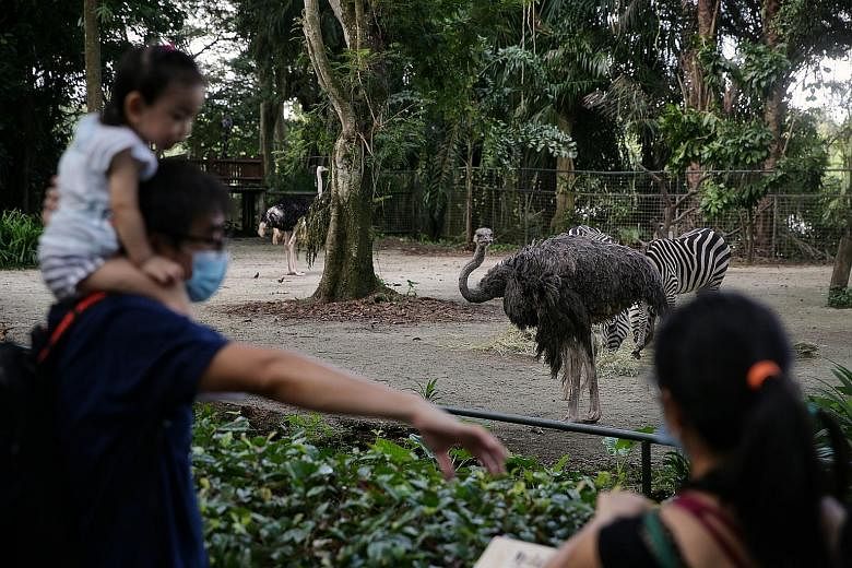 Visitors at the ostriches and zebras’ enclosure at the Singapore Zoo.
