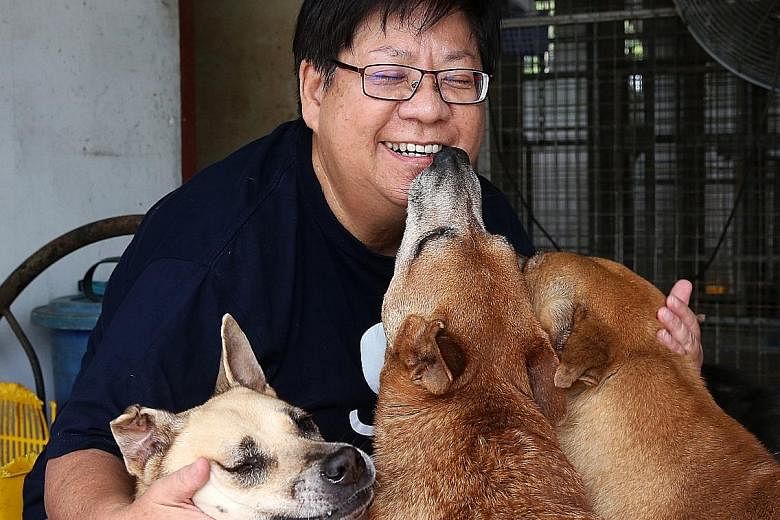 Dog lover Mary Soo with some of the furry residents at the Oasis Second Chance Animal Shelter in a 2016 file photo. The coronavirus outbreak has caused the number of donors to drop, and the shelter needs about $17,000 every month to pay for rent, wor